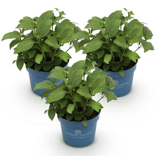 Hydrangea Endless Summer Blue - Pink - White - Hortensie - Winterhart - Blau - Rosa - Weiß - 3 Pflanzen - Topf 14cm - Höhe 20-25cm