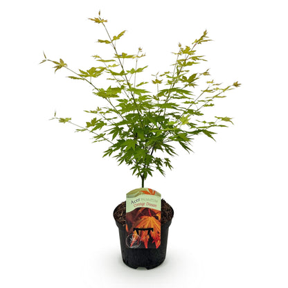 Japanischer Ahorn - Acer palmatum Orange Dream - Orange - 1 Pflanze - Laubabwerfend - Topf 19cm Höhe 70cm