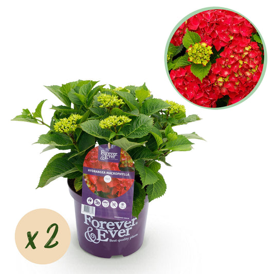 Hortensie - Hydrangea Forever & Ever - Rot - 7-12 Blüten - 2 Pflanzen - Topf 23cm Höhe 55cm