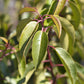 Heckenpflanzen - Prunus lusitanica Angustifolia - Blatt grün - 8 Pflanzen - 1 laufender Meter - immergrün - Topf 9cm Höhe 30-35cm