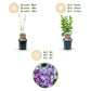 Syringa vulgaris Michel Buchner - Common Lilac -  Pink - 1 Pflanze - Topf 17cm - Höhe 45cm