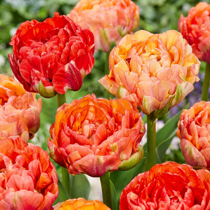 24x Tulipa Gudoshnik Double - Double tulip Gudoshnik - Miscellaneous