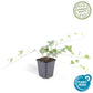 Hedera helix 'Glacier' - ↕24x - 10-25cm - Ø9cm