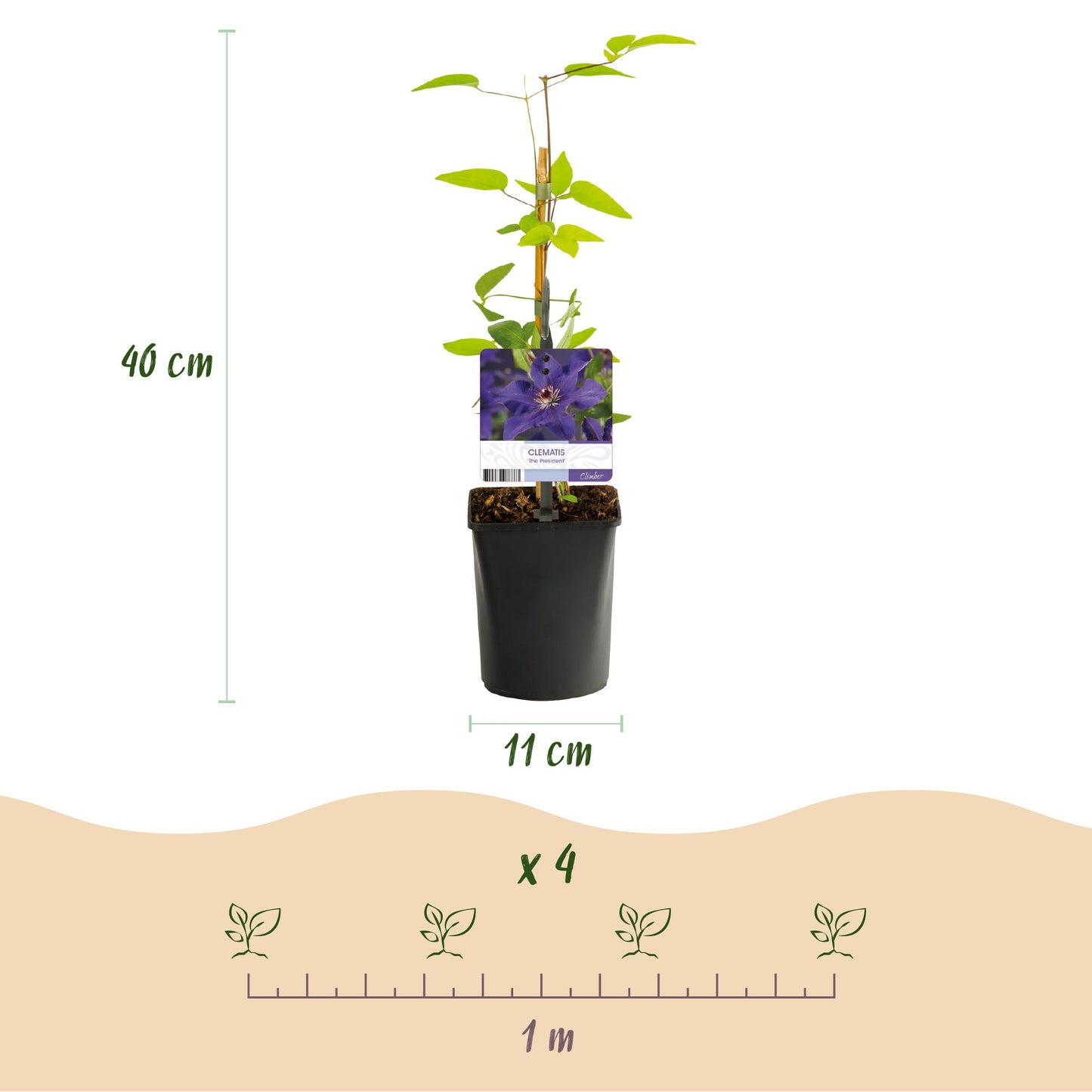 Kletterpflanze - Clematis The President - Blüte Rosa - Wenig Pflege - 2 Pflanzen - Topf 11cm Höhe 40cm