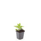 Rudbeckia fulgida 'Goldsturm' - ↕10-25cm - Ø9cm - 48x