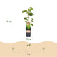 Obstpflanze - Vitis vinifera Himrod - Vanessa - Weinrebe - Kernlos - Blaue & Weiße Traube - 2 Pflanzen - Topf 15cm - Höhe 50cm