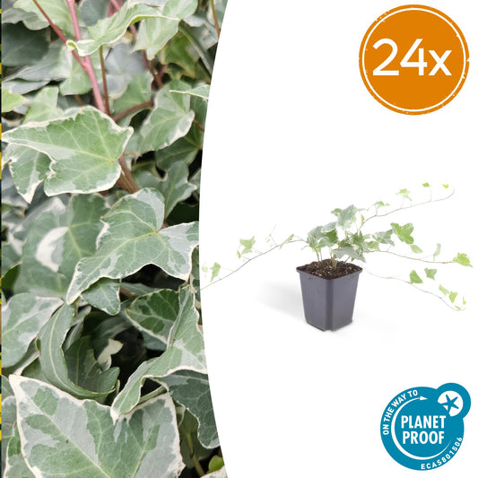 Hedera helix 'Glacier' - ↕24x - 10-25cm - Ø9cm