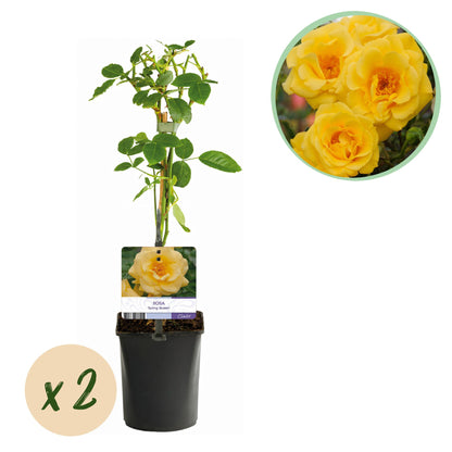 Kletterrose - Rosa Spring Queen - Blüte Gelb - Pflegeleicht - 2 Pflanzen - Topf 11cm Höhe 40cm