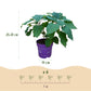 Hydrangea arborescens FlowerWOW - Hortensie - Winterhart - Weiß - 1 Pflanze - Topf 14cm - Höhe 20-30cm