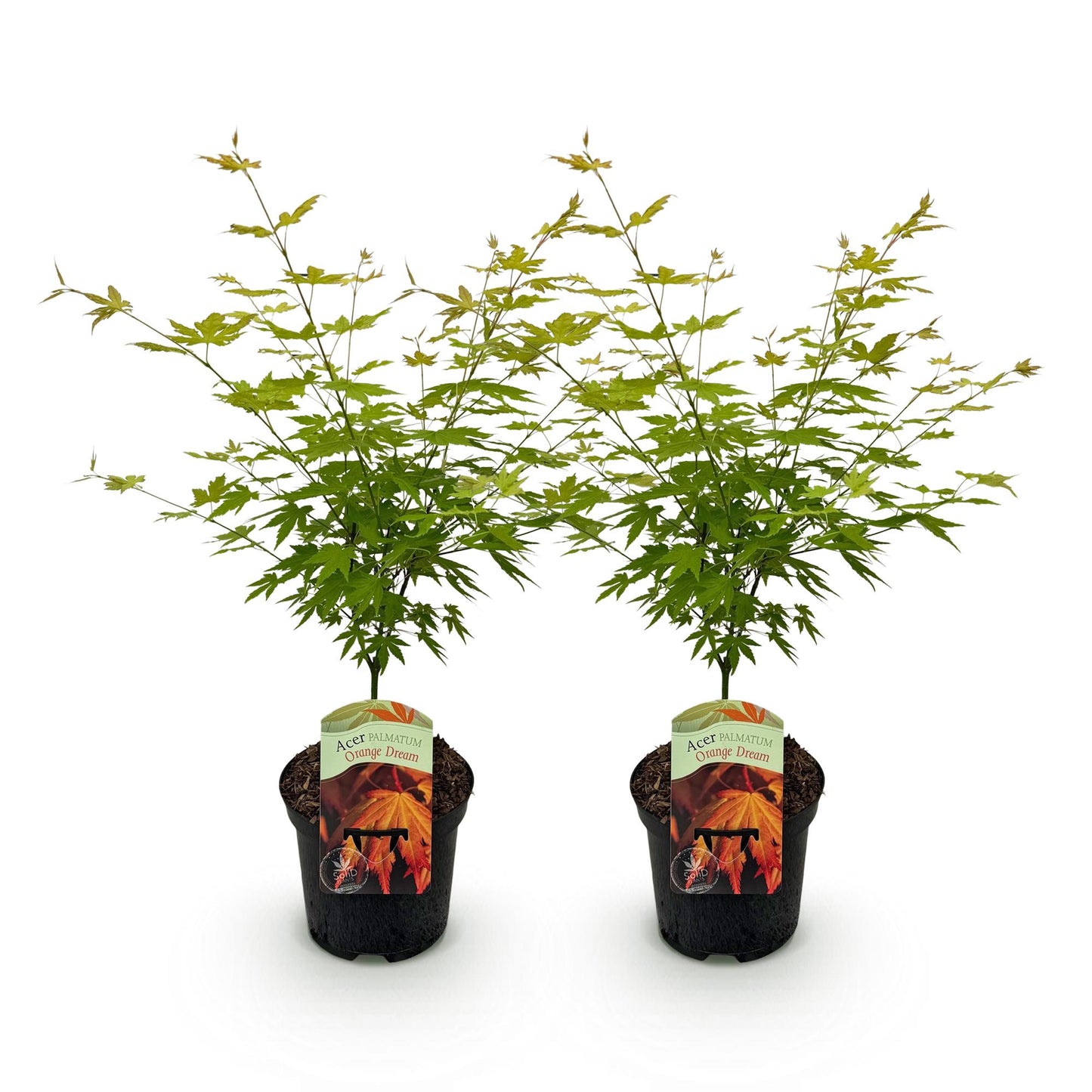 Japanischer Ahorn - Acer palmatum Orange Dream - Orange - 2 Pflanzen - Laubabwerfend - Topf 19cm Höhe 70cm
