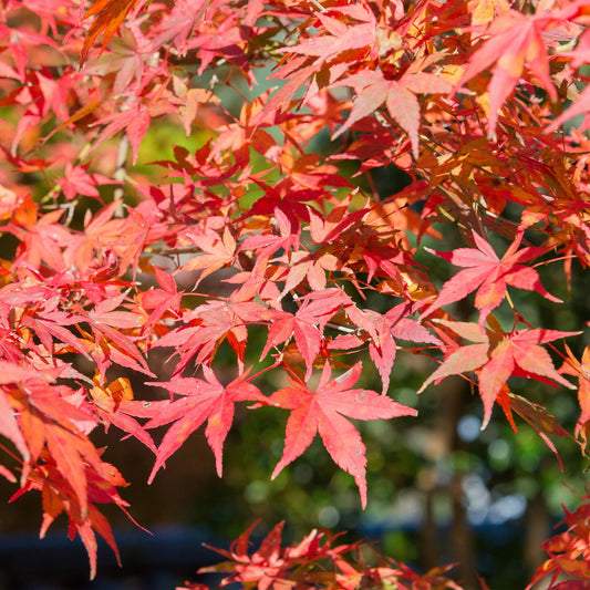 Japanischer Ahorn - Acer palmatum Shaina - Rot - 1 Pflanze - Laubabwerfend - Topf 19cm Höhe 70cm