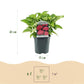 Hortensie - Hydrangea macrophylla Rot - Blume Rot - 3 Pflanzen - 1 m2 - Laubabwerfend - Wenig Pflege - Topf 17cm Höhe 30cm