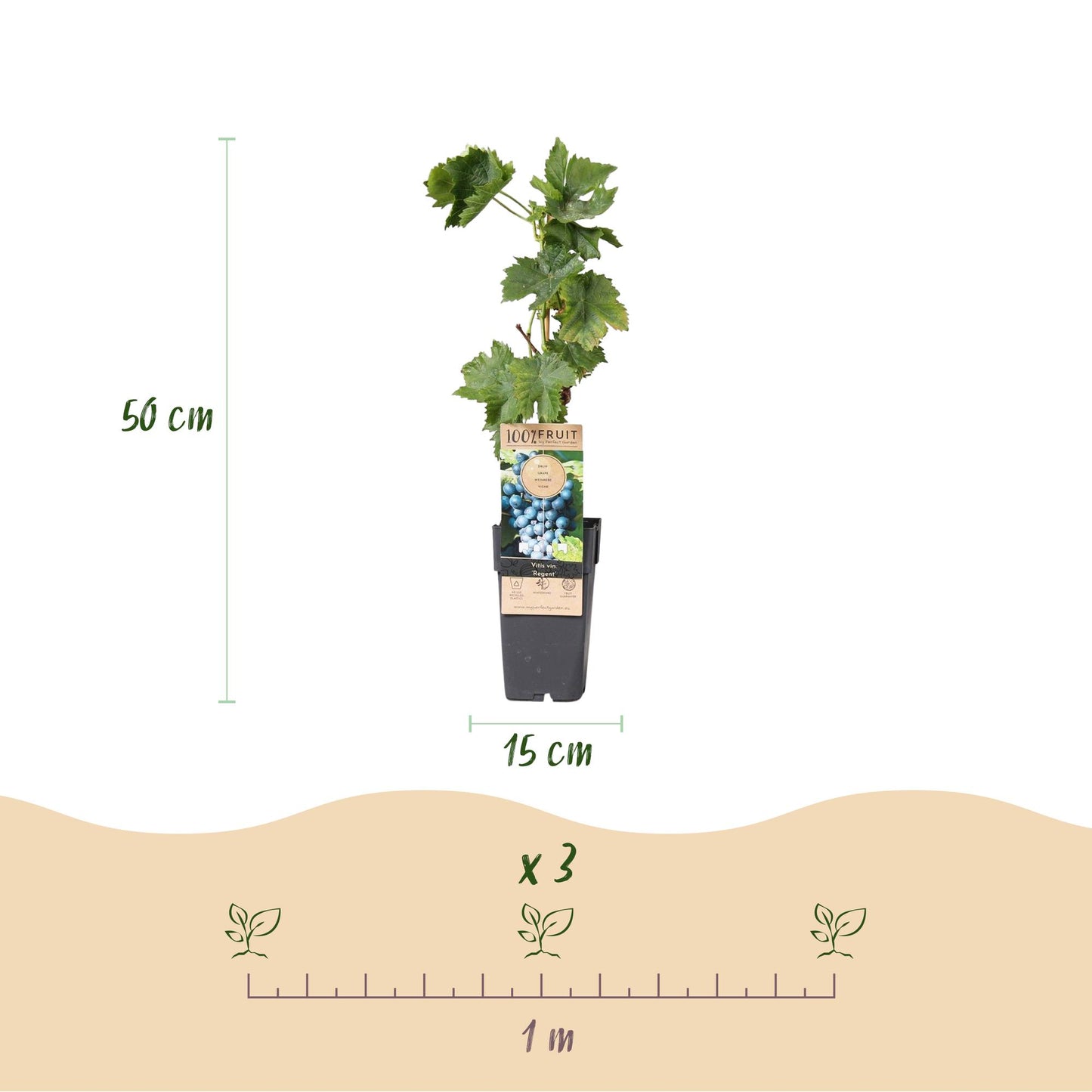 Obstpflanze - Vitis vinifera Regent - Weinrebe - Veredelt - Blaue Traube - 2 Pflanzen - Topf 15cm - Höhe 50cm