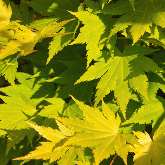 Japanischer Ahorn - Acer palmatum Jordan - Gelb - 1 Pflanze - Laubabwerfend - Topf 19cm Höhe 70cm