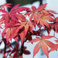 Japanischer Ahorn - Acer palmatum Sumi-nagashi - Rot - 2 Pflanzen - Laubabwerfend - Topf 19cm Höhe 70cm