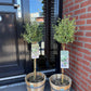 Stamm-Pflanze - Euonymus fortunei Emerald Gaiety -Terrassenpflanze - Immergrün - Winterhart - Grün-Graues Blatt - Topf 19cm Höhe 90cm