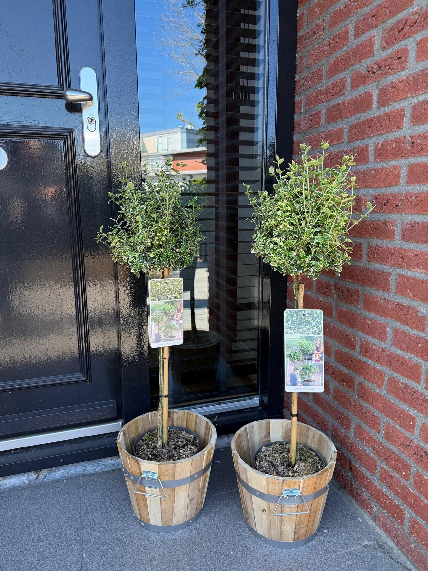 Stamm-Pflanze - Euonymus fortunei Emerald Gaiety -Terrassenpflanze - Immergrün - Winterhart - Grün-Graues Blatt - Topf 19cm Höhe 90cm