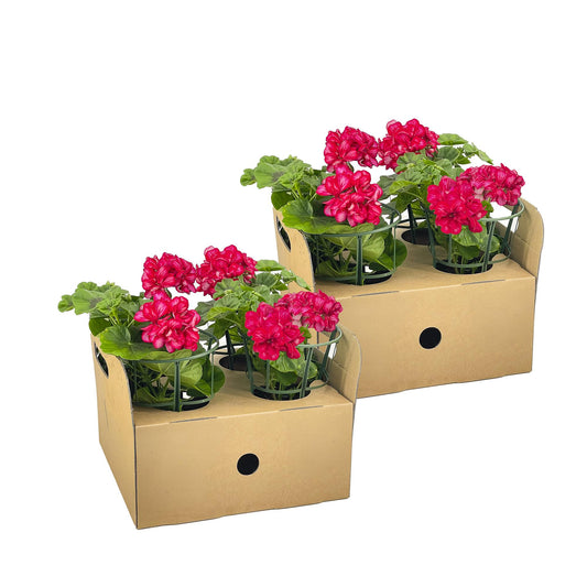 Geranien (Pelargonium peltatum) Mexica Ruby Ø12 cm - ↕20 cm, 8 Pflanzen