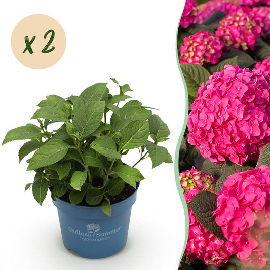 Hydrangea Endles Summer Summer Love Red - Hortensie - Winterhart - Rot - 2 Pflanzen - Topf 14cm - Höhe 20-25cm