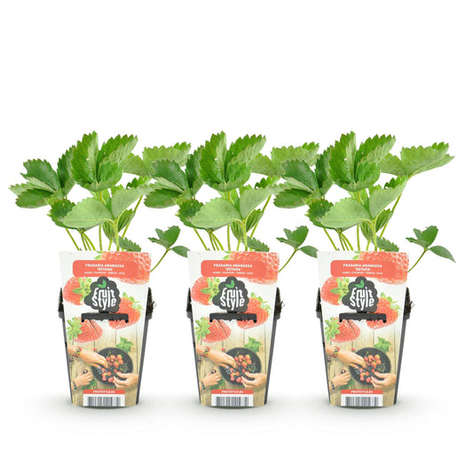 Obstpflanzen - Erdbeere - Fragaria Elsanta - Winterhart - 3 Pflanzen - Topf 9 cm - Rote Erdbeere