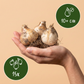 Allium Miami - Zierlauch Miami - Lila - Sommerblüher - Zwiebelgröße 10/+ - 15x