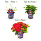 Hortensie - Hydrangea Forever & Ever - Rot - 7-12 Blüten - 2 Pflanzen - Topf 23cm Höhe 55cm