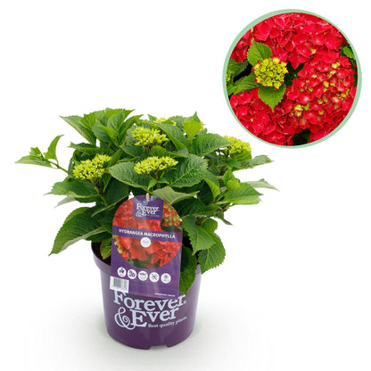 Balkonpflanze - Hortensie - Hydrangea Forever & Ever - Rot - 7-12 Blumen - Topf 23cm Höhe 55cm