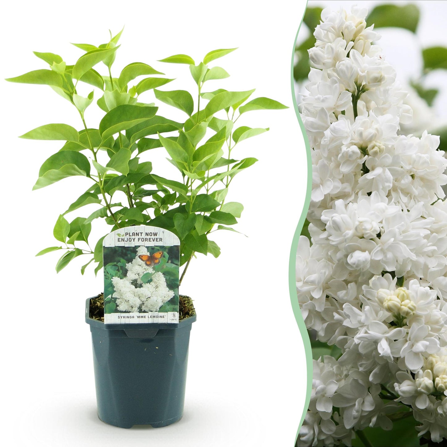 Syringa vulgaris Mme Lemoine - Common Lilac  - weiß - 1 Pflanze - Topf 17cm - Höhe 45cm
