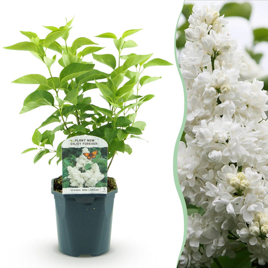 Syringa vulgaris Mme Lemoine - Common Lilac  - weiß - 1 Pflanze - Topf 17cm - Höhe 45cm