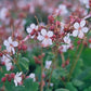 48x Geranium macr. 'Spessart' - ↕10-25cm - Ø9cm