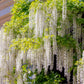 Blauregen - Wisteria floribunda Alba - Blüte Weiß - 1 Pflanze - Topf 11cm Höhe 40cm