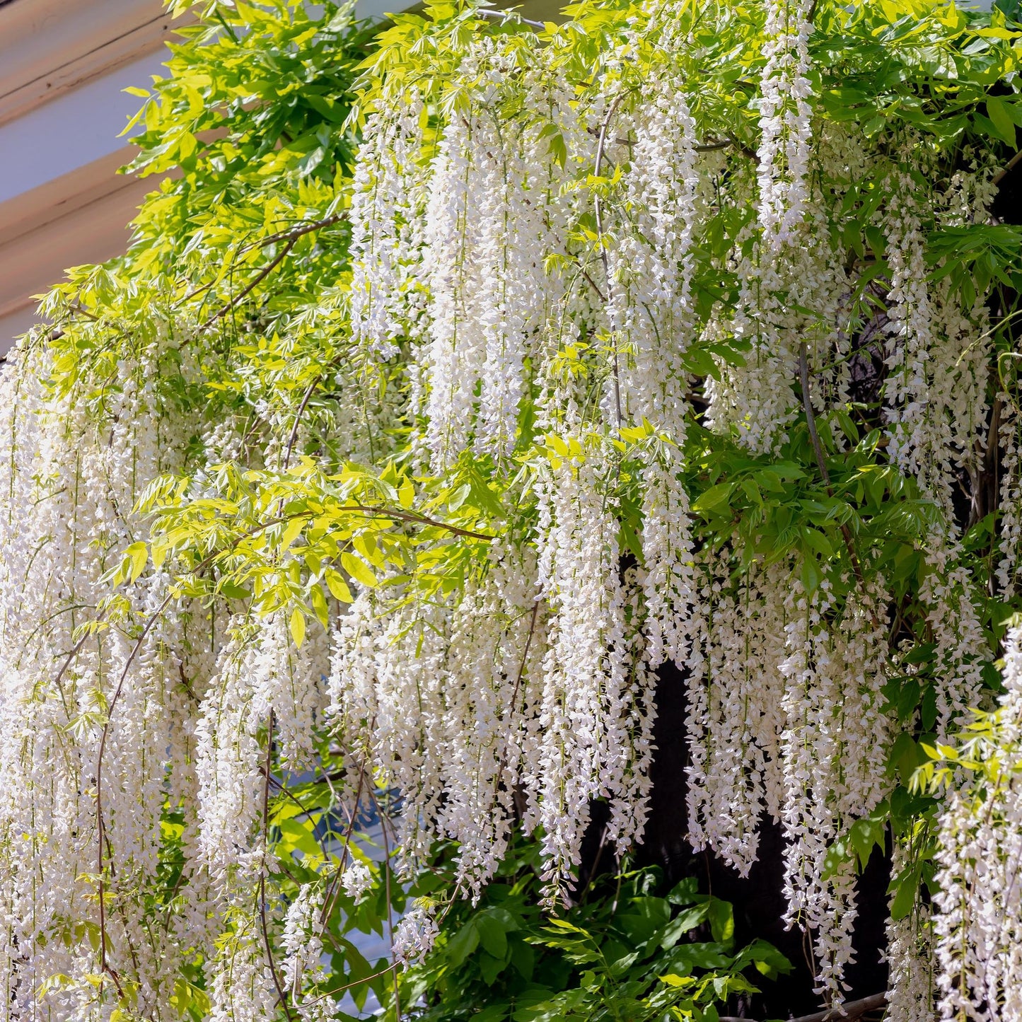 Blauregen - Wisteria floribunda Alba - Blüte Weiß - 1 Pflanze - Topf 11cm Höhe 40cm