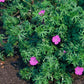 48x Geranium 'Tiny Monster' - ↕10-25cm - Ø9cm