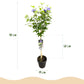 Hibiscus syriacus Blue Chiffon® - Stammpflanze - Terrassenpflanze - Laubabwerfend - Pflegeleicht - Topf 19cm Höhe 90cm
