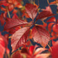 Wilde Wein - Parthenocissus Engelmannii - Blatt Grün später Rot - Wenig Pflege - 2 Pflanzen - Topf 11cm Höhe 40cm