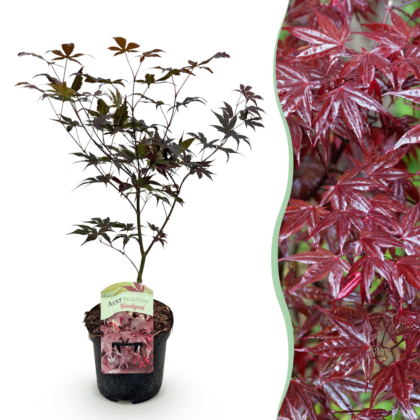 Japanischer Ahorn - Acer palmatum Bloodgood - Rot- 1 Pflanze - Laubabwerfend - Topf 19cm Höhe 70cm