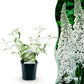 Schmetterlingsstrauch - Buddleja davidii White Profusion - Winterhart - Weiß - 1 Pflanze - Topf 17cm - Höhe 45cm
