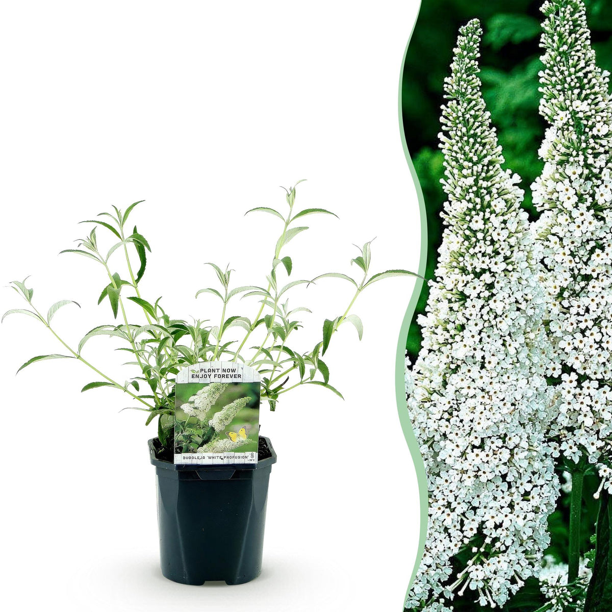 Schmetterlingsstrauch - Buddleja davidii White Profusion - Winterhart - Weiß - 1 Pflanze - Topf 17cm - Höhe 45cm