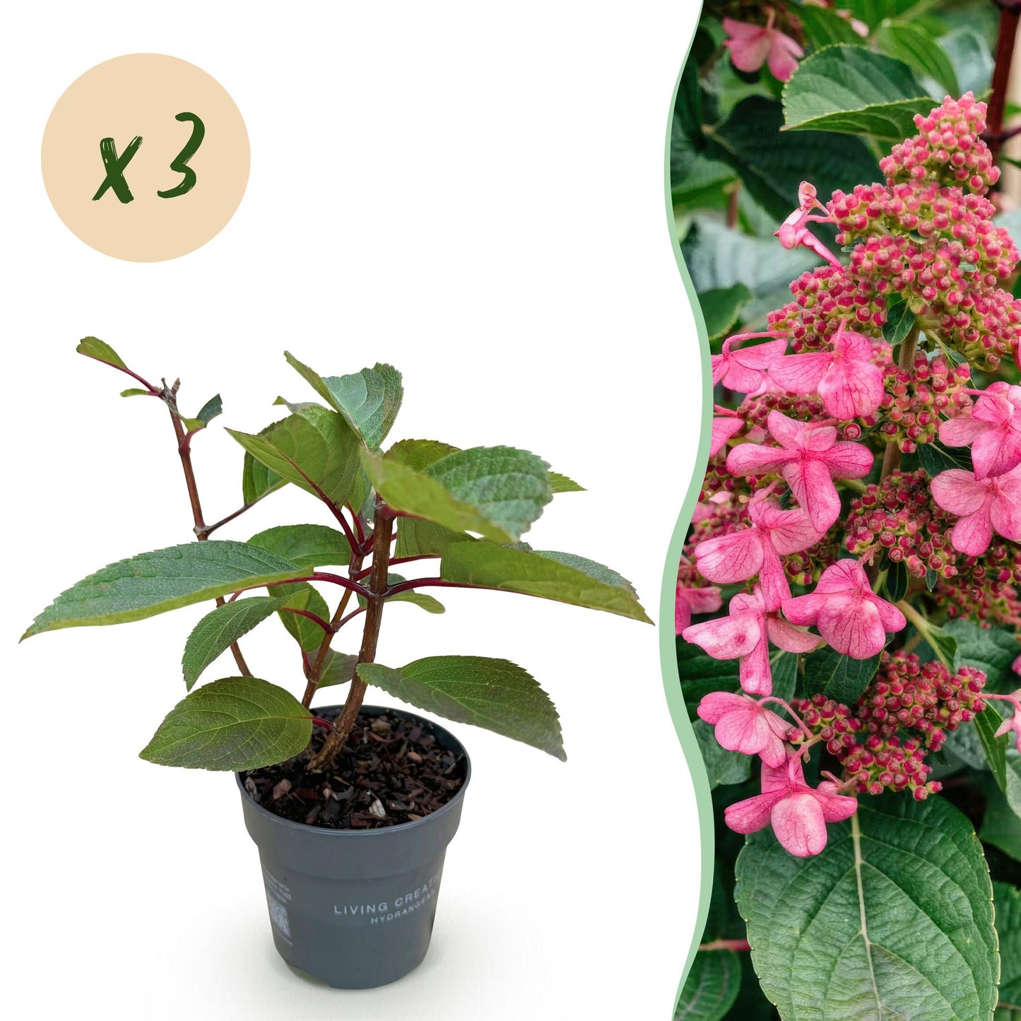 Hydrangea panniculata Living Infinity - Rispenhortensie - Winterhart - Weiß - 3 Pflanzen - Topf 12cm - Höhe 20-30cm
