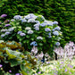 Hortensie - Hydrangea Magical Revolution Blue - Blau - 6-10 Blumen - Topf 23cm Höhe 55cm