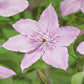Kletterpflanze - Clematis Hagley Hybrid - Blüte Rosa - Wenig Pflege - 2 Pflanzen - Topf 11cm Höhe 40cm