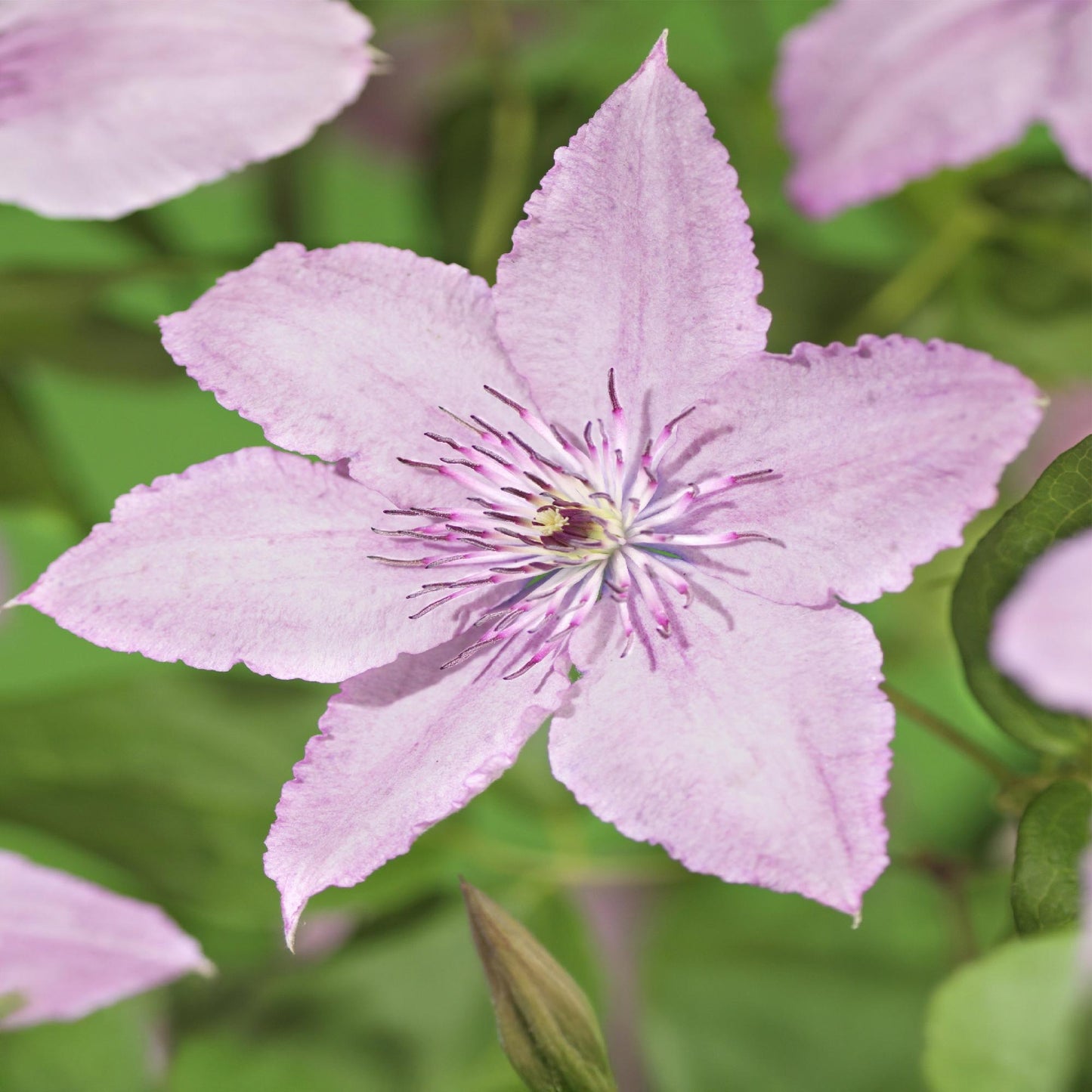Kletterpflanze - Clematis Hagley Hybrid - Blüte Rosa - Wenig Pflege - 2 Pflanzen - Topf 11cm Höhe 40cm