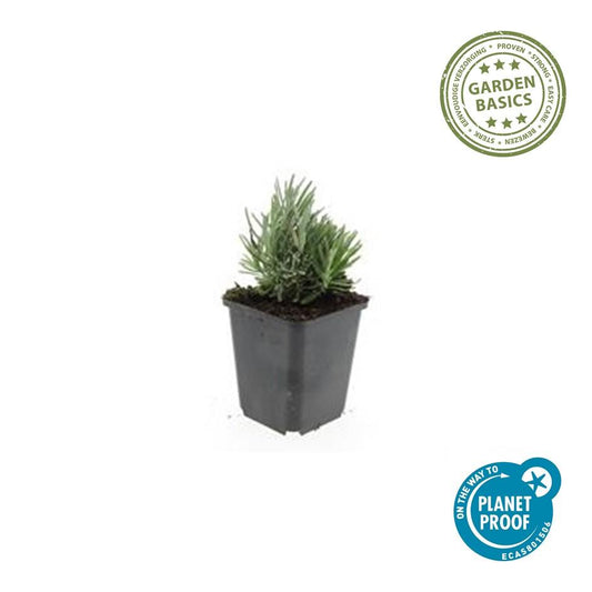 Lavandula ang. 'Dwarf Blue' - ↕10-25cm - Ø9cm - 24x