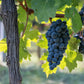 Obstpflanze - Vitis vinifera Boskoop Glory - Weinrebe - Winterhart - Blaue Traube - 2 Pflanzen - Topf 15cm - Höhe 50cm