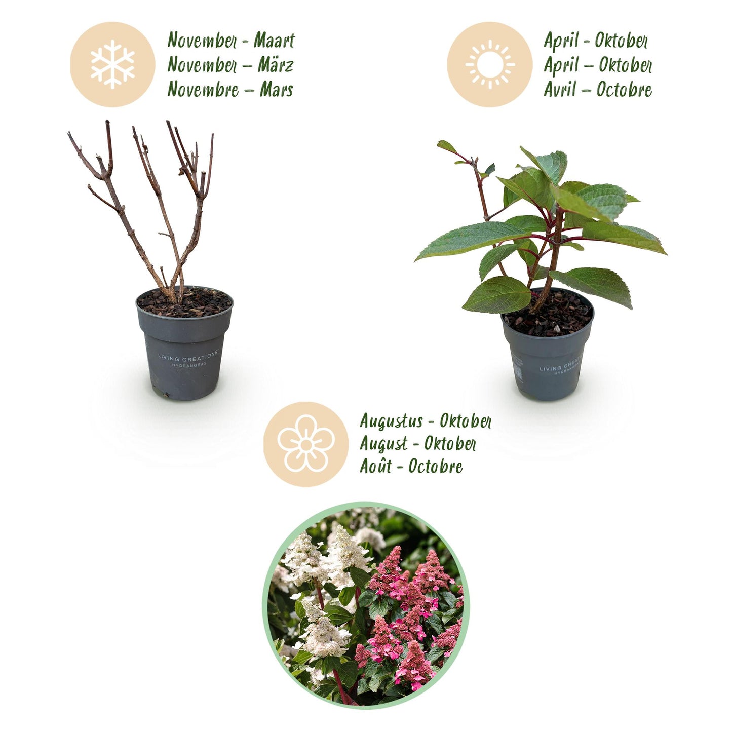Hydrangea panniculata Living Infinity - Rispenhortensie - Winterhart - Weiß - 3 Pflanzen - Topf 12cm - Höhe 20-30cm
