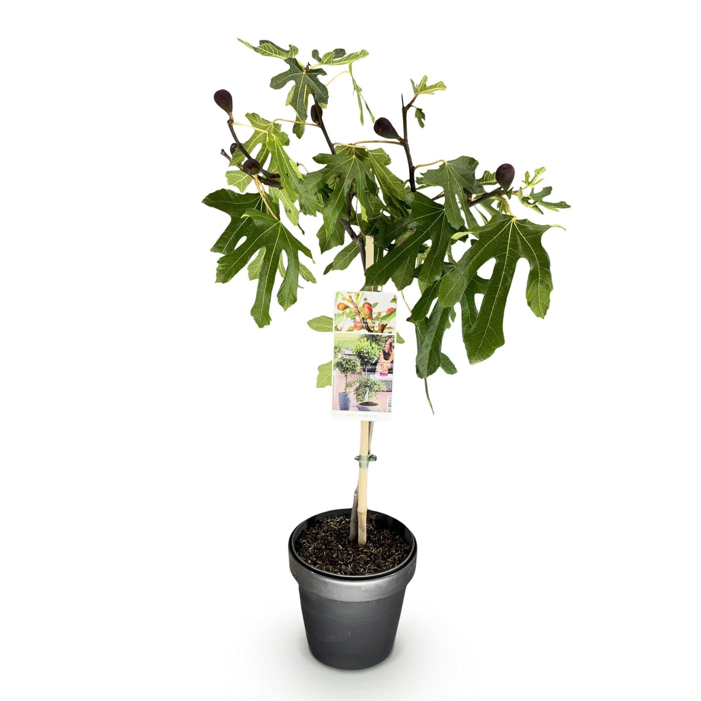 Ficus carica Little Miss Figgy - Terrassen Pflanze - Stamm Pflanze -  Laubabwerfend - Winterhart - Grüne Frucht - Topf 19cm Höhe 90cm