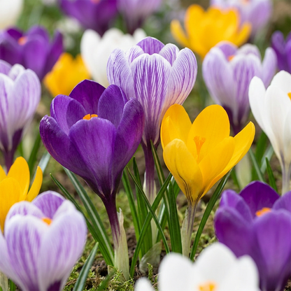 120x Crocus Large Flowering Mix - Large Flowering Crocus Mix - Miscellaneous