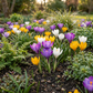 50x Crocus Species mix - Krokusmischung - Diverses - Verwilderungszwiebel - Zwiebelgröße 5/6