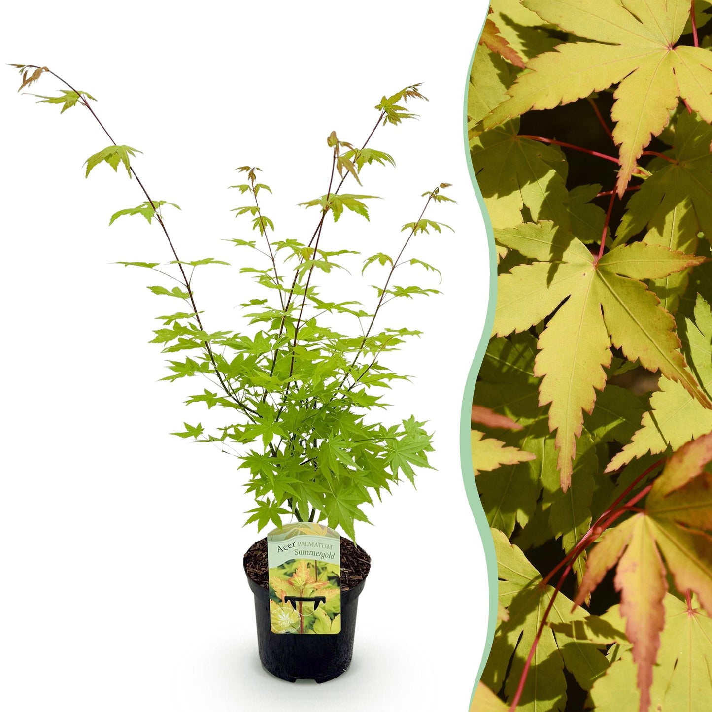 Japanischer Ahorn - Acer palmatum Summergold - Gelb - 1 Pflanze - Laubabwerfend - Topf 19cm Höhe 70cm