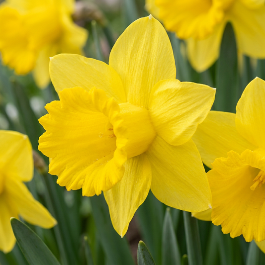 40x Narcissus Yellow - Gelbe Narzisse - Gelb - Frühlingsblüher